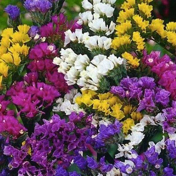 Statice Pacific Mixed Color Flower Seeds